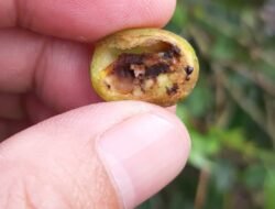 Hama PBKo Ancam Panen Kopi Gayo 2025–2026, Petani Rugi Besar