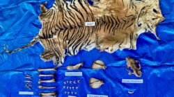 Polisi Tangkap Pelaku Perdagangan Satwa Dilindungi di Nagan Raya