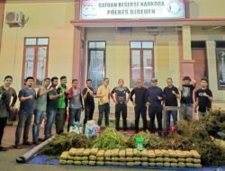 Polres Bireuen Berhasil Ungkap Kasus Narkotika, Satu Pelaku dan 154 Kg Ganja Diamankan