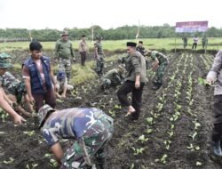 Dukung Ketahanan Pangan, Satgas TMMD ke-126 Bersama Poktan, Tanam Bibit Kol Seluas Satu Hektar