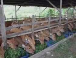 Pengadaan Sapi Meugang di Kute Panang Desa Hanya Terima Barang Jadi