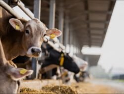 Bantuan Daging Meugang Lebaran dari Presiden Cair, Bener Meriah Terima Rp4,5 Miliar untuk 91 Desa