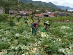 Babinsa Bebesen Turun Tangan Bantu Petani Panen Bunga Kol