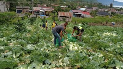 Babinsa Bebesen Turun Tangan Bantu Petani Panen Bunga Kol