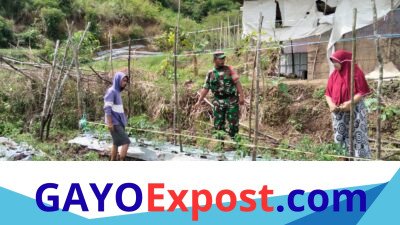 Babinsa Pegasing Turun Langsung Dampingi Ketahanan Pangan Warga Wih Lah