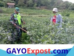 Babinsa Turun Tangan di Ladang Cabai, Petani Silih Nara Kian Bersemangat Tingkatkan Hasil Panen