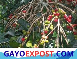 Harga Kopi Glondong Anjlok Drastis, Petani Batu Lintang Terpukul Musim Hujan