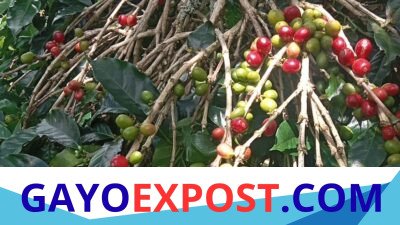 Harga Kopi Glondong Anjlok Drastis, Petani Batu Lintang Terpukul Musim Hujan