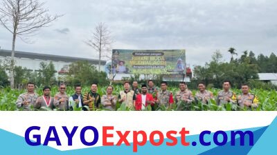 Kapolres Aceh Tengah Turun Langsung, Pastikan Jagung Tumbuh Subur Dukung Swasembada Pangan 2026