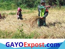 Babinsa Koramil 05/Linge Turun ke Sawah, Bantu Warga Panen Padi di Kute Rayang