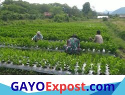 Babinsa Koramil 06/Jagong Perkuat Ketahanan Pangan Bersama Warga Desa Gegarang