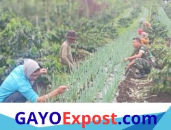 Babinsa Koramil Bebesen Dampingi Petani Rawat Tanaman Bawang
