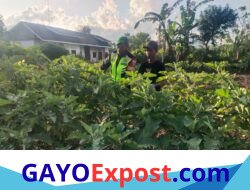 Dukung Ketahanan Pangan, Babinsa Koramil 02/Bebesen Bantu Rawat Tanaman Terong Milik Warga