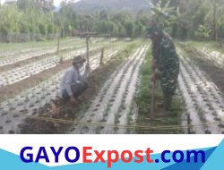 Babinsa Ketol Dampingi Petani Rawat Bawang Merah, Pantau Pertumbuhan Bibit Usia Satu Bulan