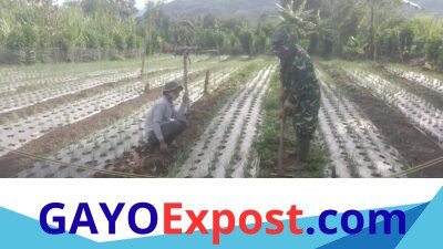Babinsa Ketol Dampingi Petani Rawat Bawang Merah, Pantau Pertumbuhan Bibit Usia Satu Bulan