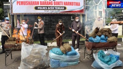 101,9 Kg Ganja Dimusnahkan, Kapolres Teguh: Jangan Coba Bermain di Aceh Tengah